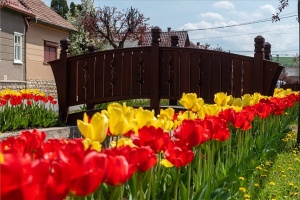 Több tízezer tulipán virágzik az erdélyi Kalotaszentkirályon 