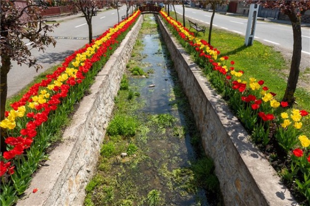 Több tízezer tulipán virágzik az erdélyi Kalotaszentkirályon 