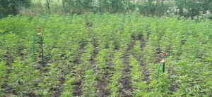 Kannabisz