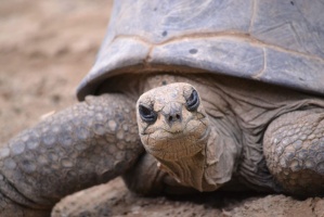 Galapagos teknős