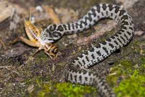 Rákosvipera