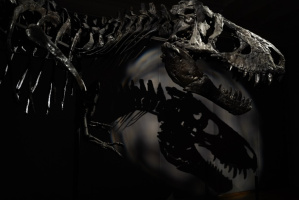 Tyrannosaurus Rex