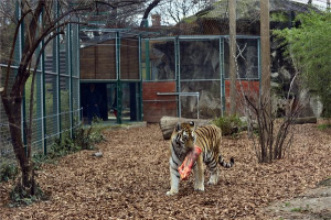 Megújult a leopárdok és tigrisek kifutója a fővárosi állatkertben