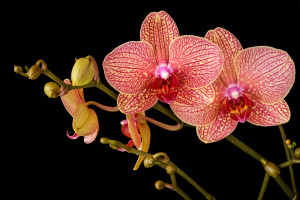 Orchidea