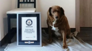 Bobi rekorder kutya
