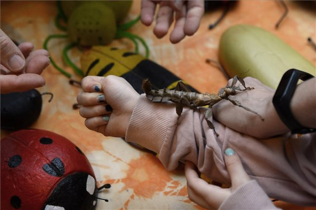 A Beporzók napja című program a Magyar Természettudományi Múzeumban