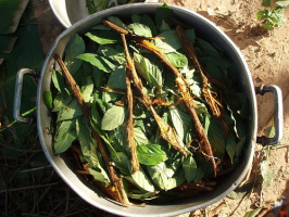 Ayahuesca