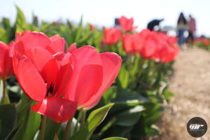 Tulip Garden Mórahalom