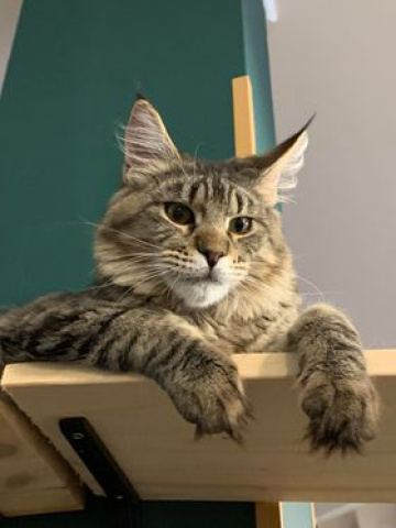 Cat City Cafe
