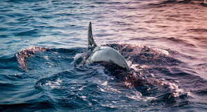 Delfin