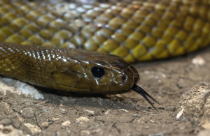 Kígyó