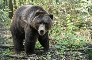 Új medvék érkeztek a Nyíregyházi Állatparkba
