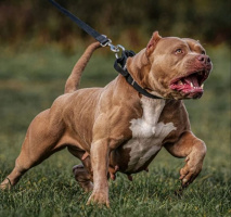 XL Bully