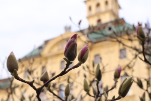 Magnólia Szeged