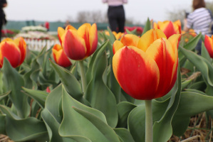 TulipGarden Mórahalom