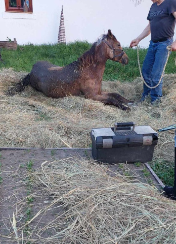 Szennyvízaknába esett csikó Sándorfalván