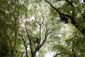 Nemzetközi szakembergárda végzi a déli ostorfák metszését a PTE botanikus kertjében