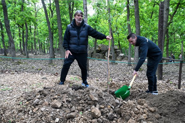 Fát ültettek a ferencvárosi labdarúgók a Budakeszi Vadasparkban