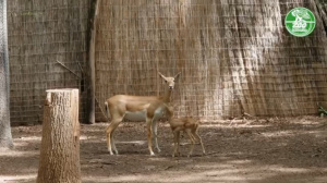 India antilop