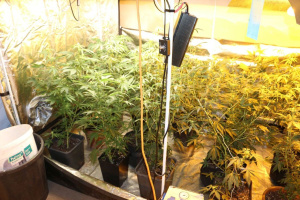 Húsfeldogozó üzemben termesztette a kannabiszt