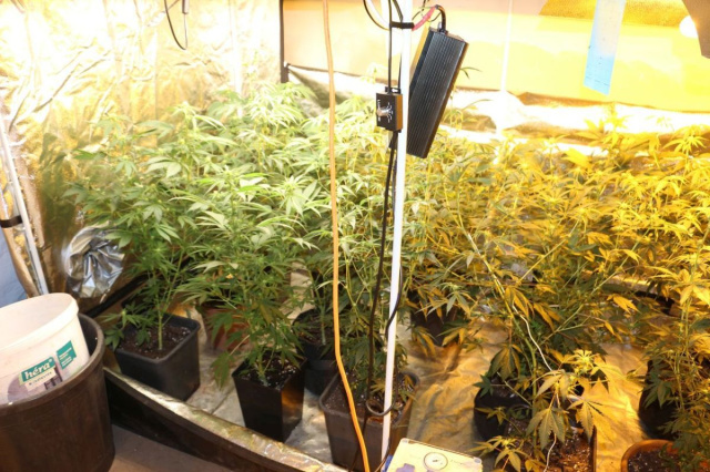Húsfeldogozó üzemben termesztette a kannabiszt