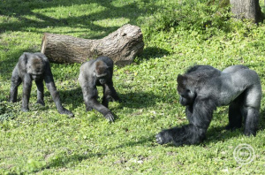 Nyíregyházi Állatpark gorillái