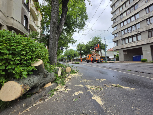 Lehasadt faág a Tisza Lajos körúton