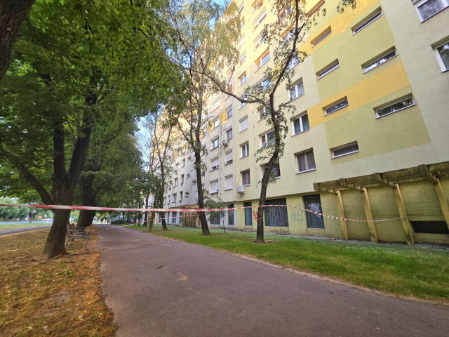 Balesetveszélyes faág az Űrhajós utcában