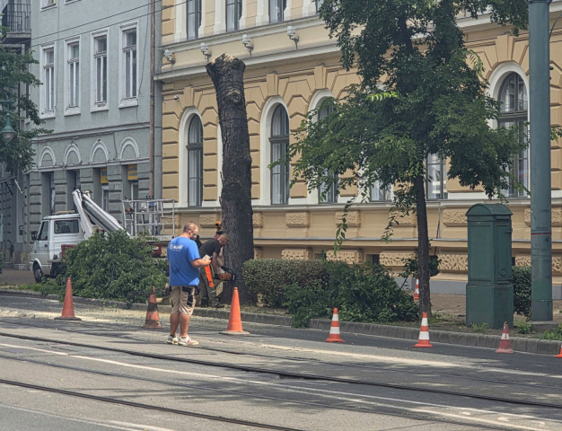 Kivágott fa a Tisza Lajos körúton