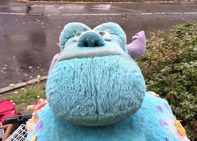 Kidobott Sulley plüss Szegeden