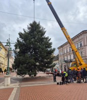 Helyére emelik Szeged karácsonyfáját