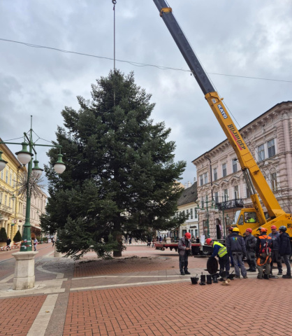 Helyére emelik Szeged karácsonyfáját