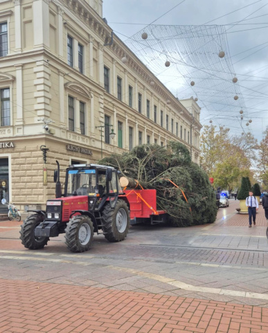 Helyére emelik Szeged karácsonyfáját