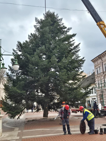Helyére emelik Szeged karácsonyfáját