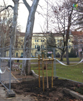 Platánfa ültetés a Széchenyi téren