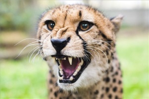 Gepárdokat kapott a Nyíregyházi Állatpark
