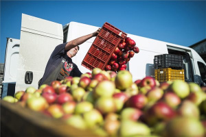 Megkezdte az alma felvásárlását a nemzeti kereskedőház
