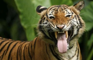 Maláj tigris