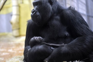 Gorillakölyök született a budapesti állatkertben 