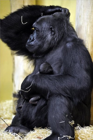 Gorillakölyök született a budapesti állatkertben 