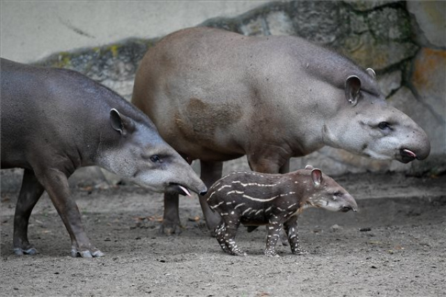 Tapírkölyök született a debreceni állatkertben