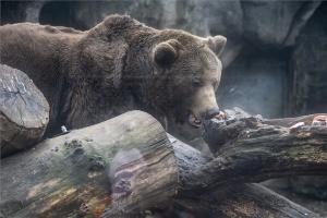 Medveárnyék-figyelés a budapesti állatkertben