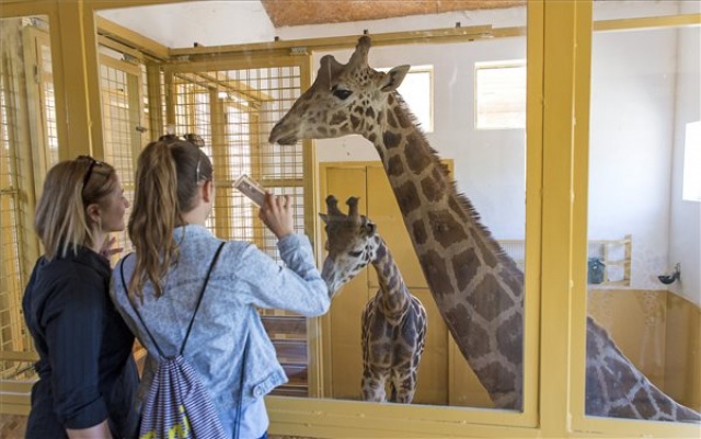 Modern városok - Elkészült a győri állatkert új bejárata, valamint a zsiráf- és az orrszarvúház