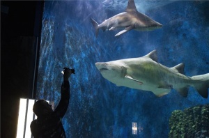A cápatartásról tanácskoznak a világ tengerbiológusai a Nyíregyházi Állatparkban