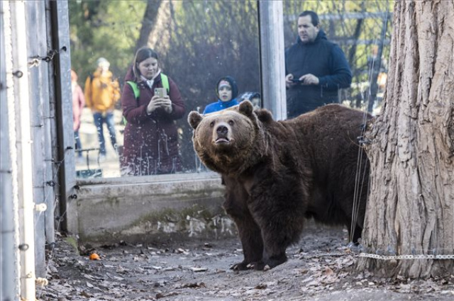 Meglátta árnyékát a fővárosi állatkert medvéje