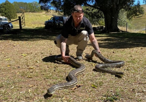 Kígyók ausztrália