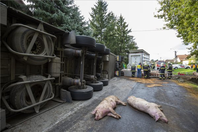 Felborult egy sertéseket szállító kamion Böhönyén