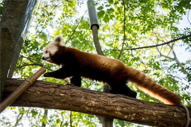 Vörös pandák kerültek a Pécsi Állatkertbe
