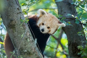 Vörös pandák kerültek a Pécsi Állatkertbe
