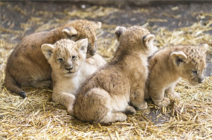 Négy afrikai oroszlán született a Nyíregyházi Állatparkban
